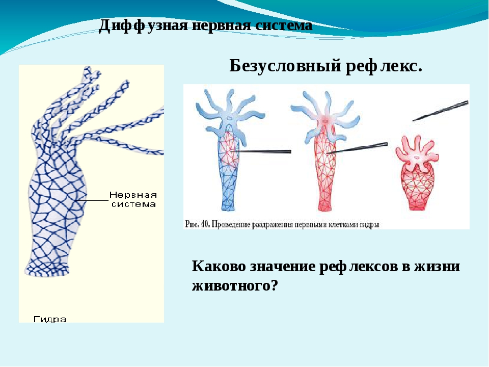 Блэк спрут рабочее зеркало blacksprut pl